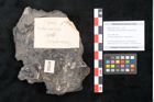 Foto (Objekt + Etikett) von Taeniopteris pseudosimplex Ettingshausen (NHMW-GEO-2024-0188-10293)